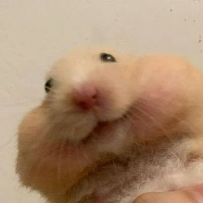 LDkco's profile picture. 台湾は......我等台湾人の台湾である | 馬鈴薯蔬菜教 | 手搖癮 | 重度BL攝取 | 倉鼠控 | 噁男攪碎機 | 按星魔人 | 反免術換證≠恐跨 | 柯昌黑 | 🚫🌱| 隨心轟鎖 | 主頁照片是收編前的橘貓咪咪和虎斑嘟嘟