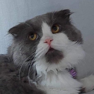 strobarixx's profile picture. Registered Psychometrician🩶 | loves cats