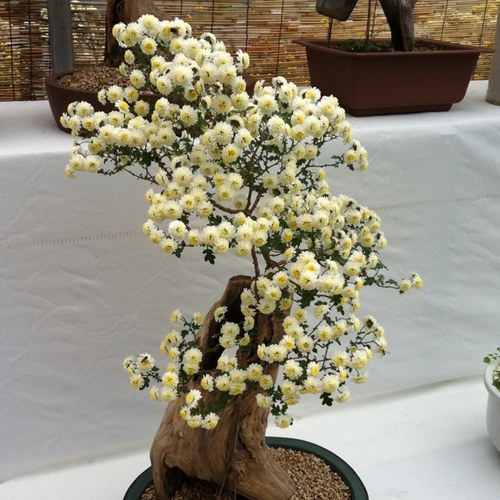 gaegip's profile picture. I am just being me.