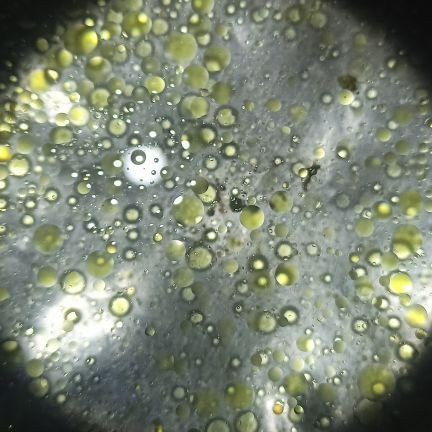 Toplu62's profile picture. Blockchain gamer