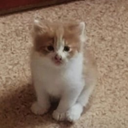 music_will_win's profile picture. Something something twitter bio lmfao