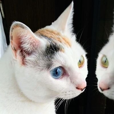 😺保護猫りんさんは
舐め壊しで長期ケア中🐾💧🐾。
2023年春から憧れのﾘﾀｰﾝﾗｲﾀﾞｰになりました。
Z125ﾌﾟﾛ🏍。
📳で気ままに撮影しています🌿💐🌿。
仕事が昼勤、夜勤の混合ｼﾌﾄです。
定期的なご挨拶及び、DMのお返事が出来ず
申し訳ございません🌿🌷🌿。