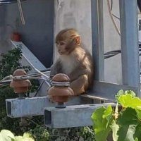 monkey(@ctfnedirtipcom) 's Twitter Profile Photo