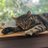 RVT_Shape's profile image