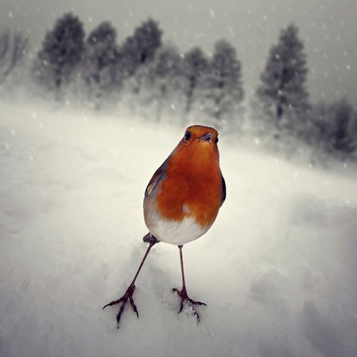 delph00's profile picture. 