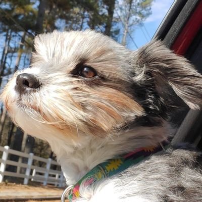 soxsonachicken's profile picture. 