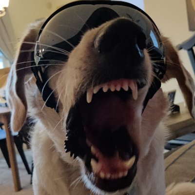 Fcydog's profile picture. Texan and American. I like like dogs.