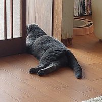 ポニョえもん (@ponyoemon) 's Twitter Profile