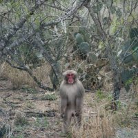 texas snow monkey, esq. (@yungbobkennedy) 's Twitter Profile