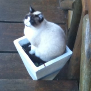 leolengler's profile picture. Desenvolvimento técnico calçados esportivos. Trader por opção, em busca de uma aposentadoria.