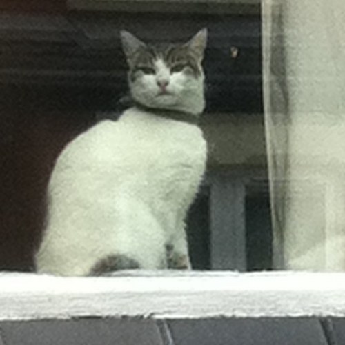 catt_cat's profile picture. catt follow