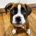 Boxer Dog Lovers & Owners (@boxerdoglover90) Twitter profile photo Boxer Dog Lovers & Owners (@boxerdoglover90) Twitter profile photo