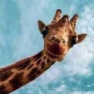 diffaproject9's profile picture. 