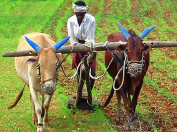 Random thoughts from an Agricultural Scientist and Plant Biologist