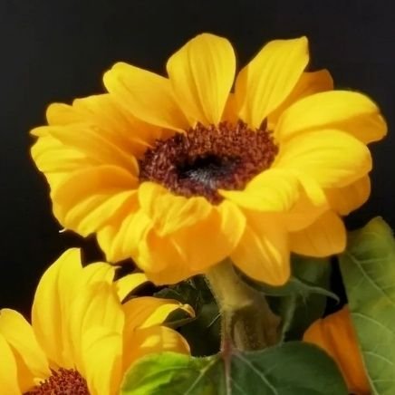 najmakhatunk51's profile picture. F6V9DHM6