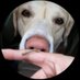 Hankster The Houndster (@hankster_the) Twitter profile photo