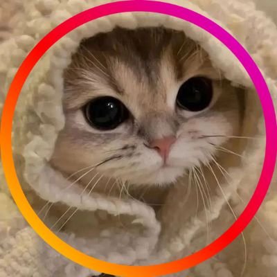 DivHumas_Anbu's profile picture. no school no work just meow meow 👋❤️ akun posting kucing🐈🥰
dm untuk serahkan gambar kucingmu yang gemoy itu 😺