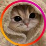 DivHumas_Anbu's profile picture. no school no work just meow meow 👋❤️ akun posting kucing🐈🥰
dm untuk serahkan gambar kucingmu yang gemoy itu 😺