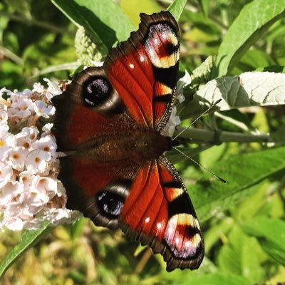 Naturalist, walker, artist, music lover, reader, gamer, collector
NOW ON BLUESKY