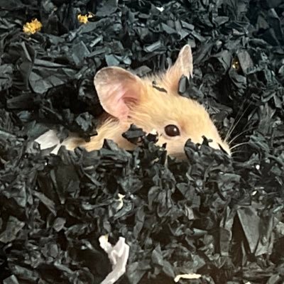 木每土荅さんのプロフィール画像