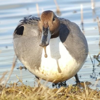 Birder, patcher, twitcher. Lincs area and beyond. All birding enjoyed, especially finding good stuff locally. Intrigued by abnormal plumages.