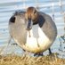 Dave Roberts (@djrbirder) Twitter profile photo Dave Roberts (@djrbirder) Twitter profile photo