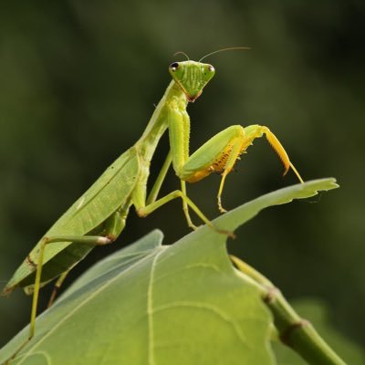 Mantis_Mania Profile Picture