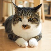 猫橋(@cat_bridge11) 's Twitter Profile Photo