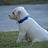 TakeCareofaDog's avatar
