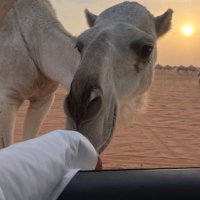 سبحان الله (@i4sc9) 's Twitter Profile