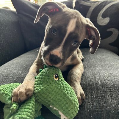 Dan__LB's profile picture. NUFC HAAS F1, Lance Stroll is a window licker