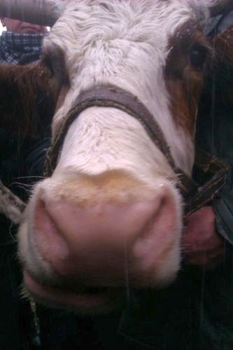 Korova_Karina's profile picture. Мені 21 рік. Багато працюю над економікою України. Люблю смачно поїсти. Хотіла отримати статус дипутатської корови щоб отримувати пільги, бо вже пора на пенсію