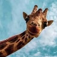 diffaproject16's profile picture. 