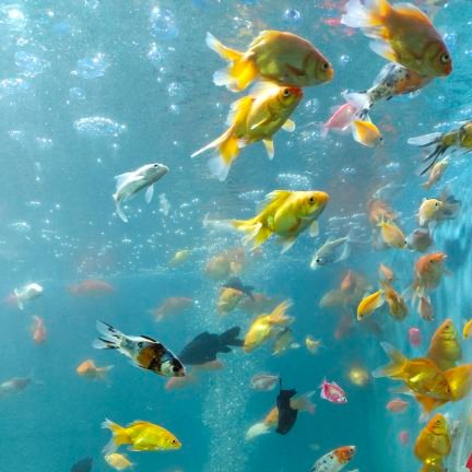 NethuNethaj's profile picture. 