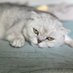 PC Ng (@supermewmewcat) Twitter profile photo PC Ng (@supermewmewcat) Twitter profile photo