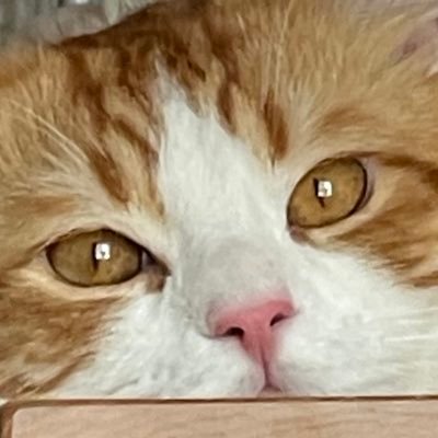 モーニー