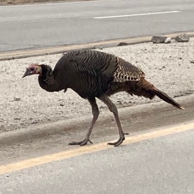 reallukeshelton's profile picture. If you die before you die, you won’t die when you die