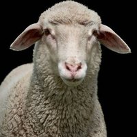 SHEPPY BASTARD (@sheppybastard) 's Twitter Profile