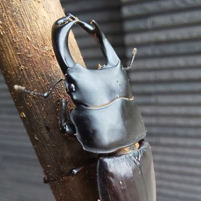 肺腺がんステージ4(ALK融合遺伝子陽性)治療の備忘録として記していきます。
2021年1月よりアレセンサ継続中。