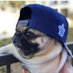 Pug Lover (@pug_lover99) Twitter profile photo Pug Lover (@pug_lover99) Twitter profile photo