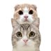 もちまる&はなまる (@catmotimaru) Twitter profile photo もちまる&はなまる (@catmotimaru) Twitter profile photo