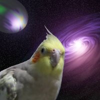 りひ鳥 (@r1hhy) 's Twitter Profile