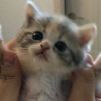 ぽくぽ (@nyan_nyan420) 's Twitter Profile