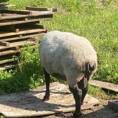 seiaaa0u3's profile picture. 金工B3