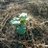 garden_ellen's profile image