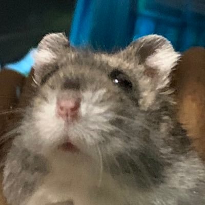 vsanciao's profile picture. Be a nuisance where it counts. ✨ 𝐿𝑒𝓉 𝓂𝑒 𝓈𝒽𝒾𝓃𝑒 𝒹𝒶𝓂𝓃 ✨