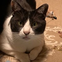 ビビ (@hachiwarebibi) 's Twitter Profile