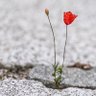 HopeRealised's profile picture. Motivation • Inspiration • Spreading Hope •