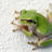 frog_bot_'s profile image