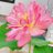 chun1xia2